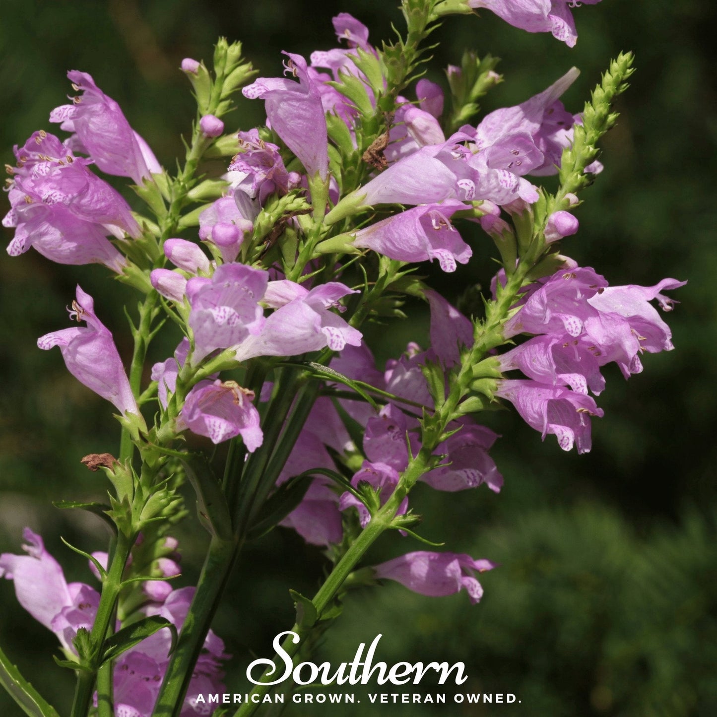 Obedient Plant – 25 Seeds