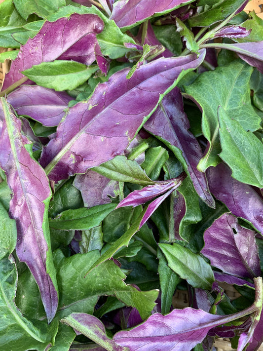 Okinawa Spinach Cuttings – 8 Fresh 5–6" Unrooted Cuttings (Gynura crepioides) – Edible Green & Purple Leaf Vegetable for Gardens