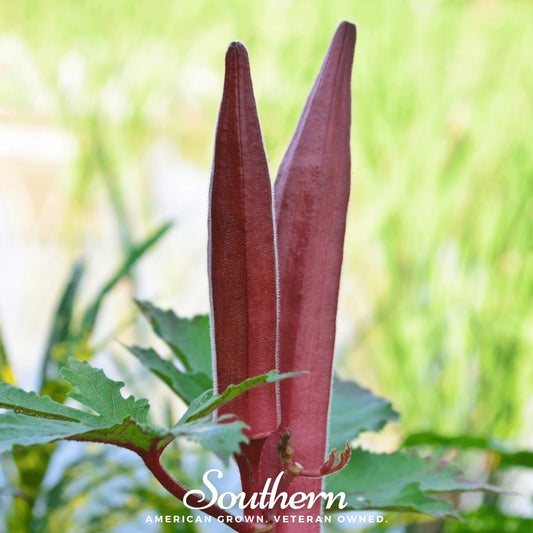 Red Burgundy Okra – 50 Seeds