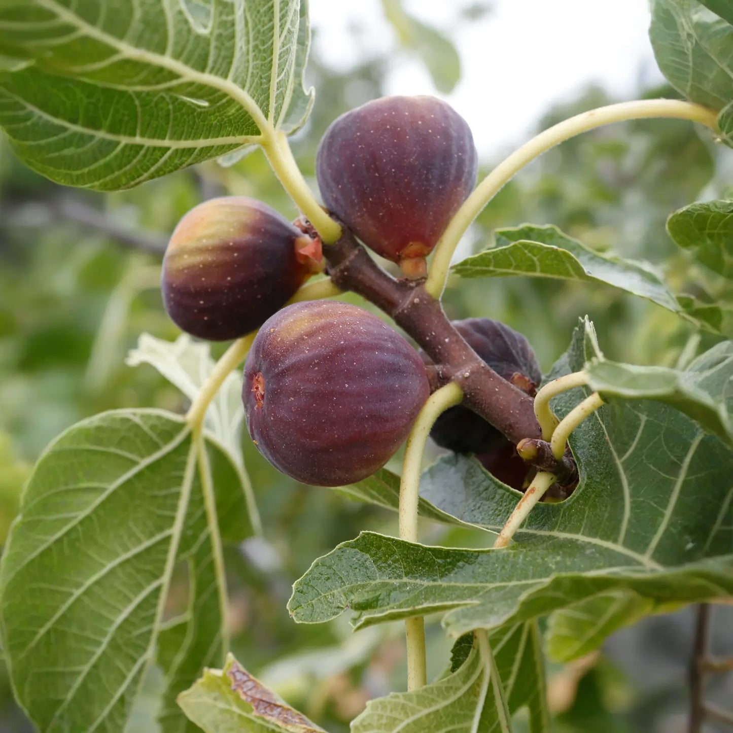 Fig 'Olympian' (Ficus carica)