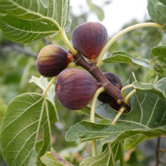 Fig 'Olympian' (Ficus carica)