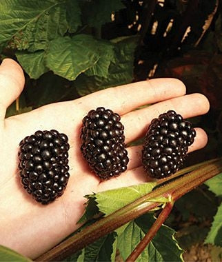Blackberry, Thorn-free 'Prime-Ark® Freedom' (12-18 inch bare root plant)