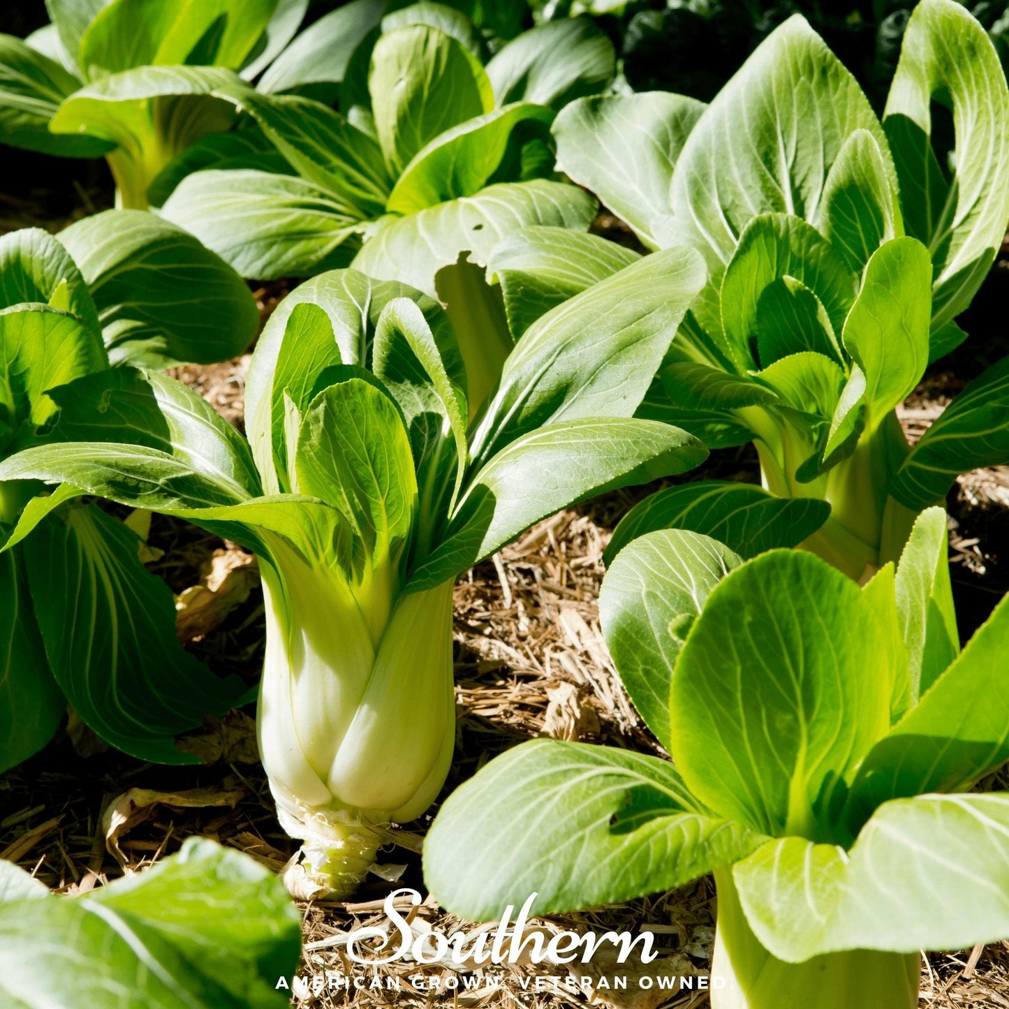 Canton Pak Choi – 200 Seeds
