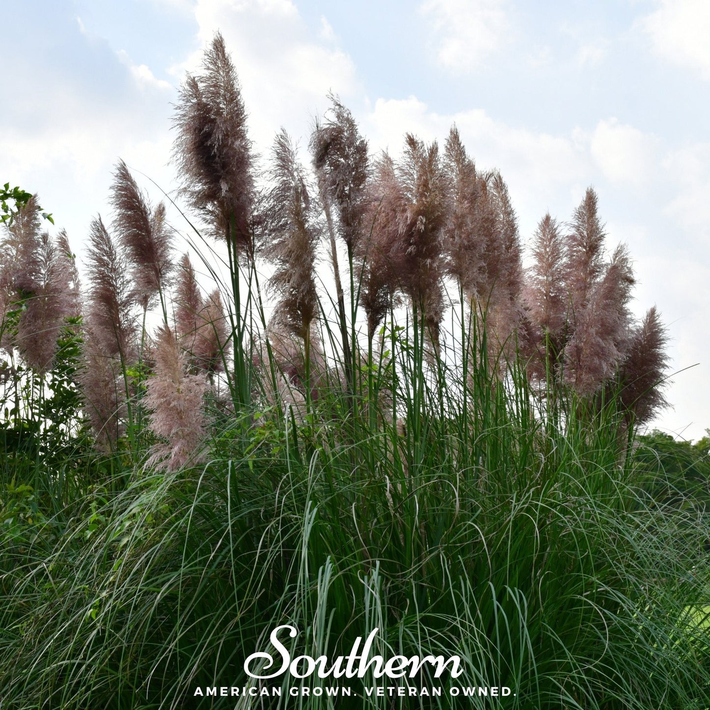 Pink Pampas Grass – 100 Seeds