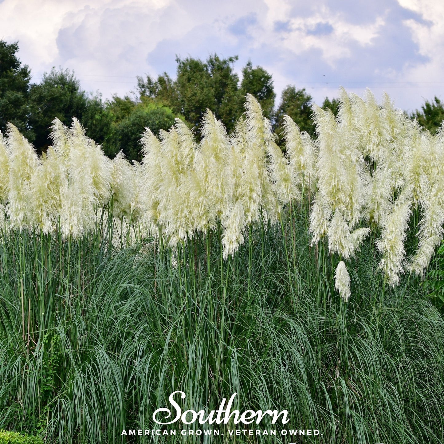 White Pampas Grass – 100 Seeds
