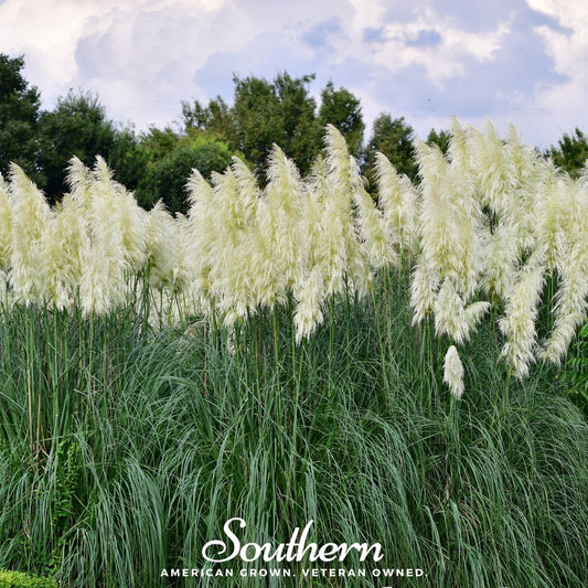 White Pampas Grass – 100 Seeds