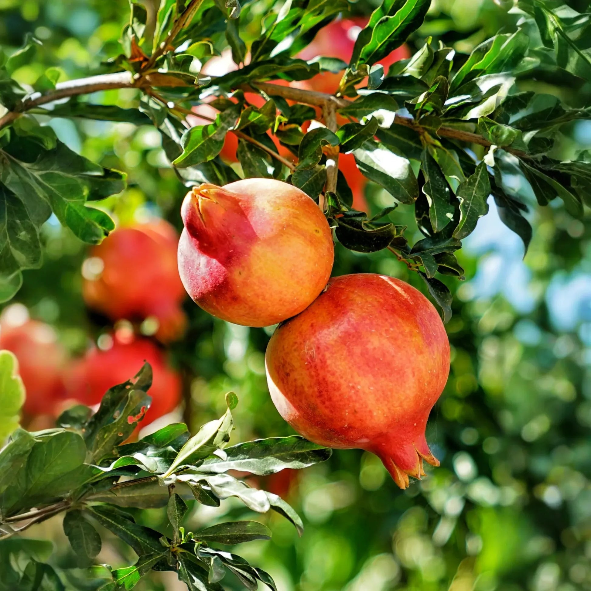 Pomegranate 'Parfianka' (Punica granatum)