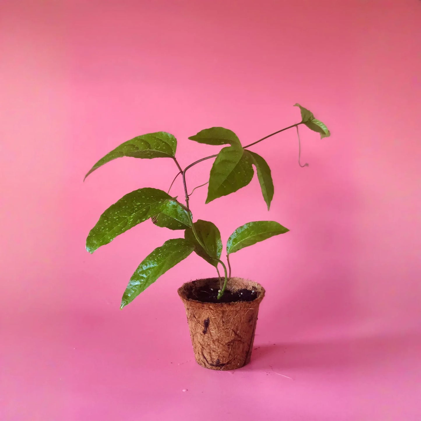 Passion Fruit ‘Purple Possum’ (Passiflora edulis)