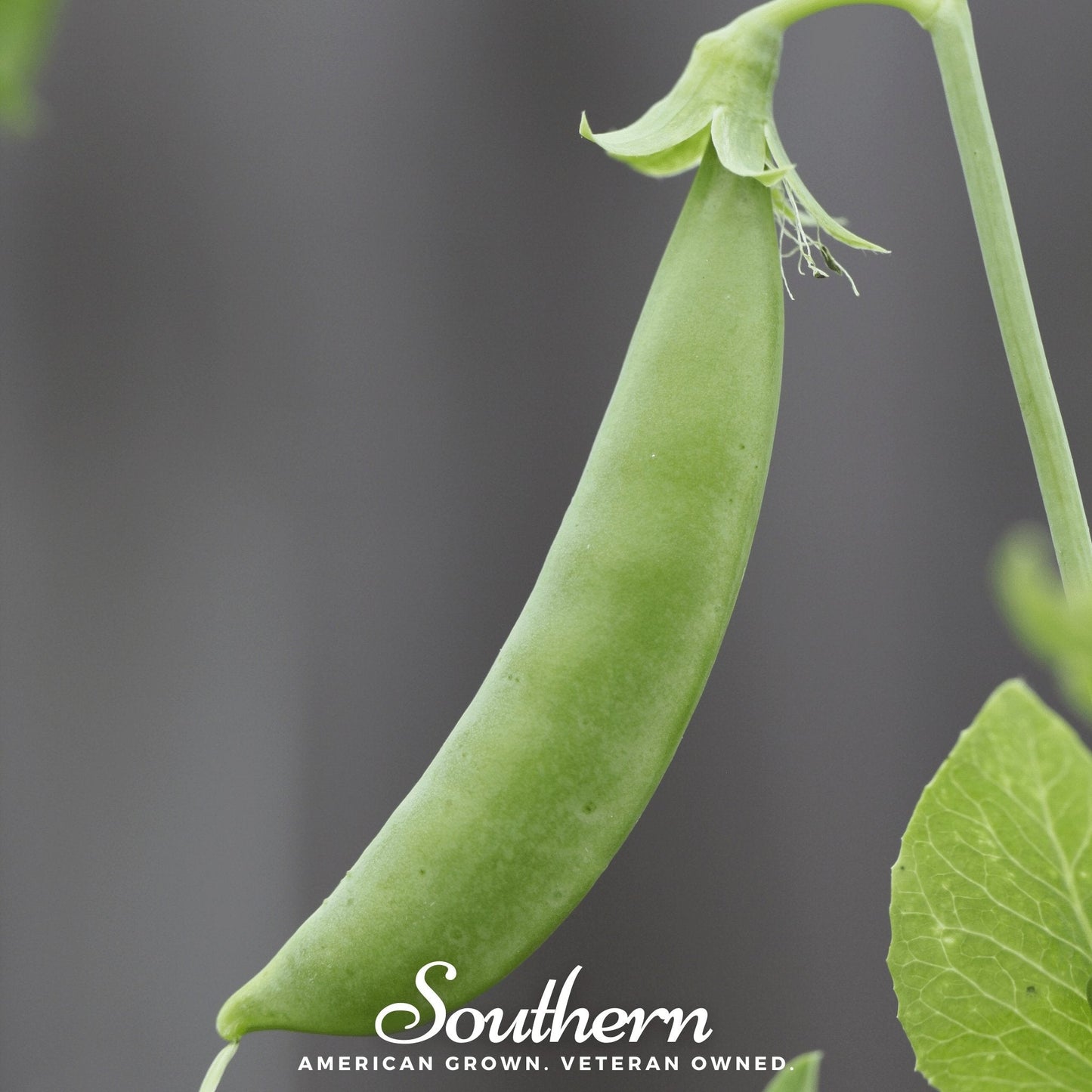 Sugar Snap Peas – 20 Seeds