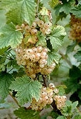 White Imperial Currant - penseberryfarm.com - Little Red General Store