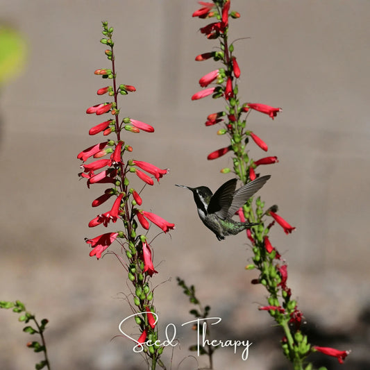 Firecracker Penstemon – 100 Seeds