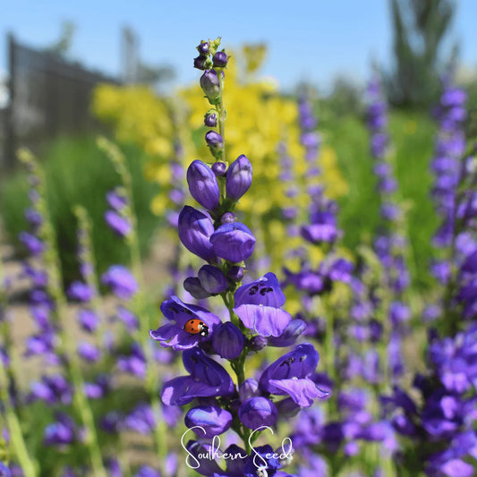 Rocky Mountain Penstemon – 100 Seeds