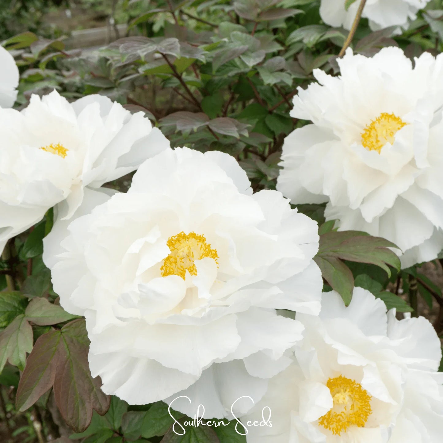 Moutan Peony Tree – 10 Seeds