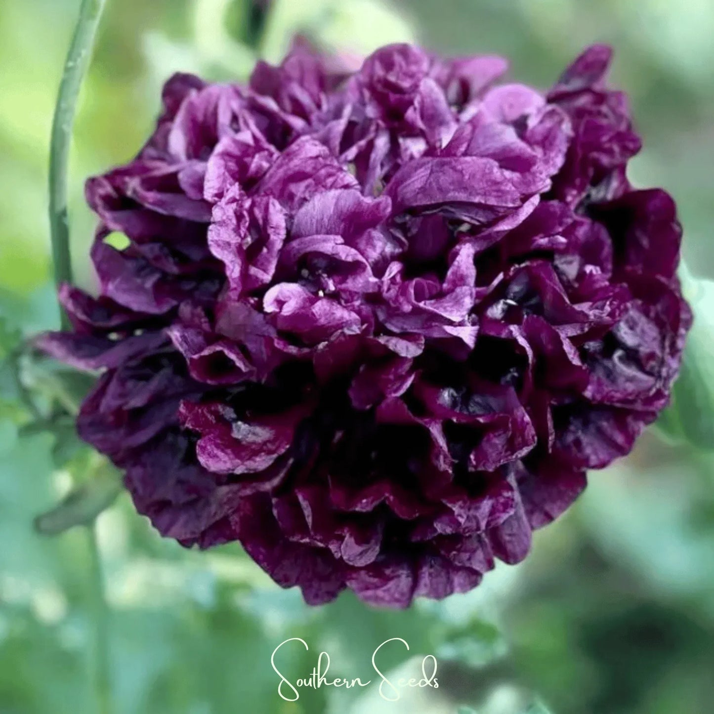 Black Peony Poppy – 100 Seeds