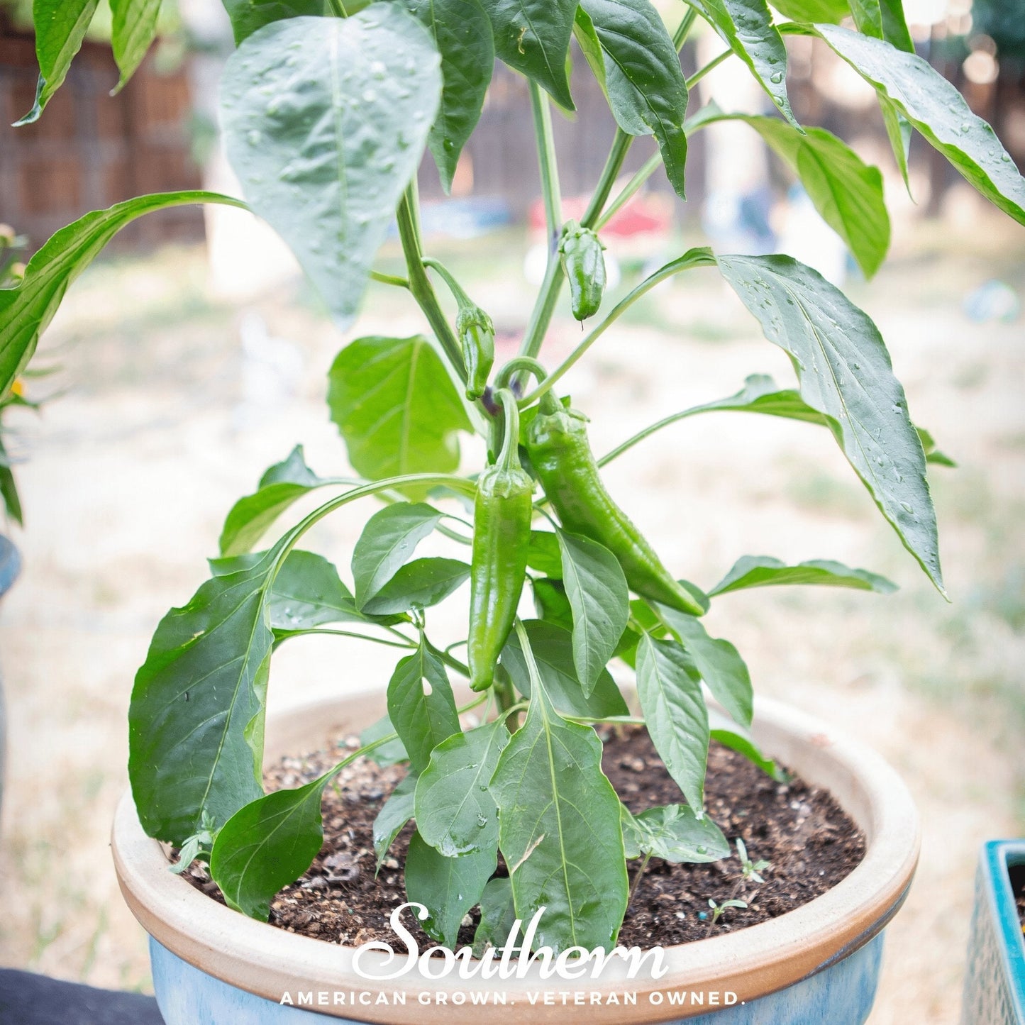 Anaheim Chili Pepper – 25 Seeds