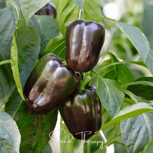 Chocolate Beauty Bell Pepper – 30 Seeds