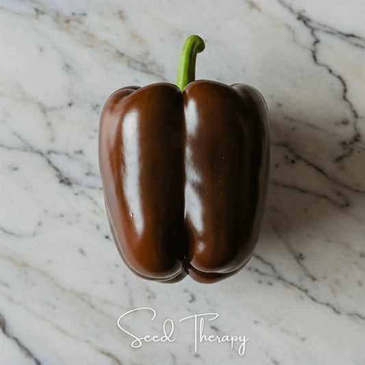 Chocolate Beauty Bell Pepper – 30 Seeds
