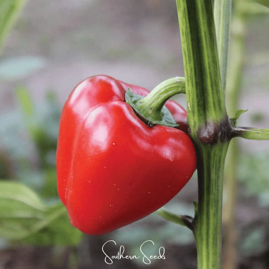 Pimento Sweet Pepper – 25 Seeds