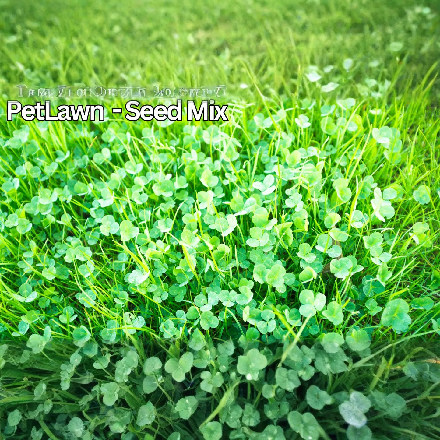 PetLawn™ Dog-Friendly Lawn Mix – Durable, Pet-Safe Grass & Clover Blend