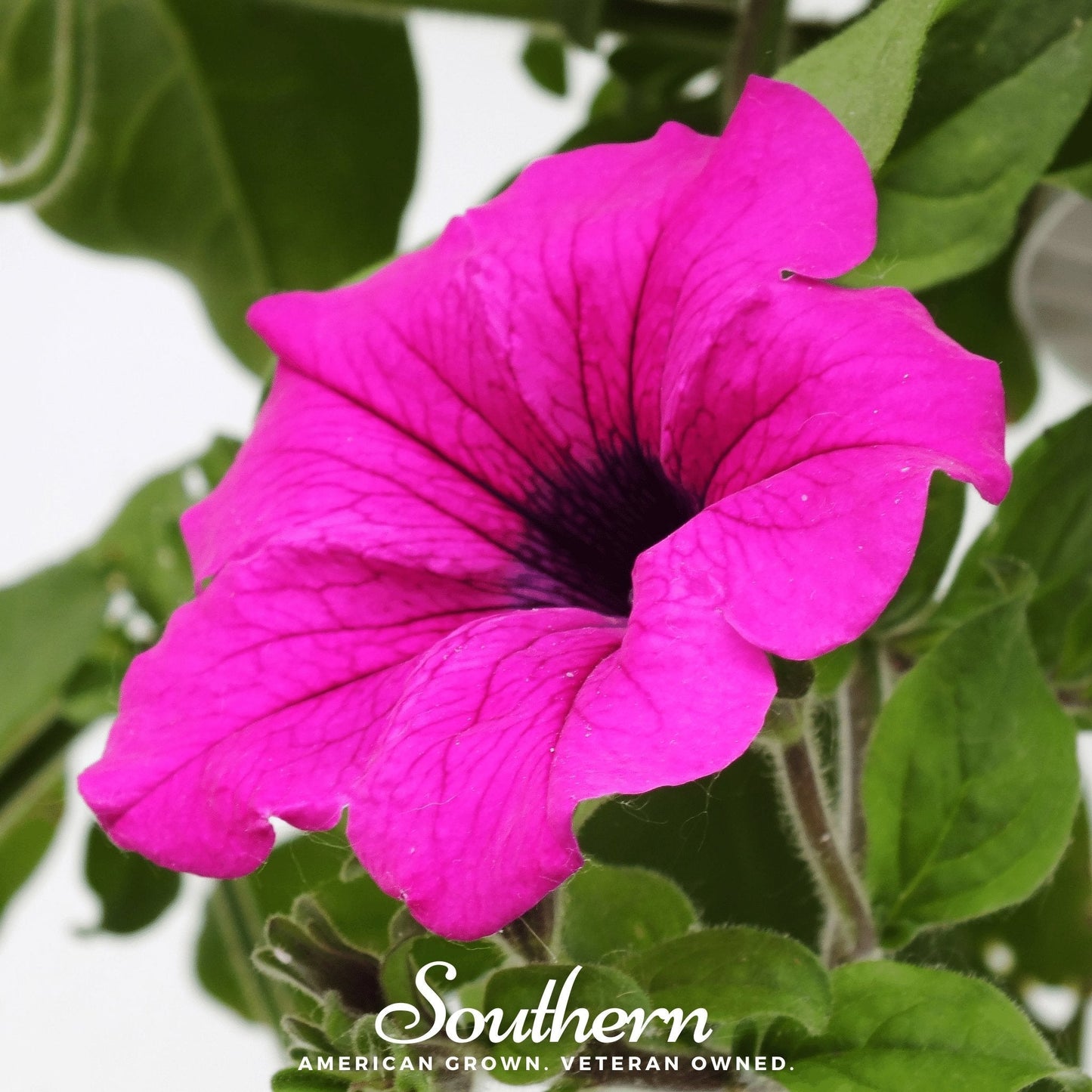 Shanin Wild Petunia – 250 Seeds