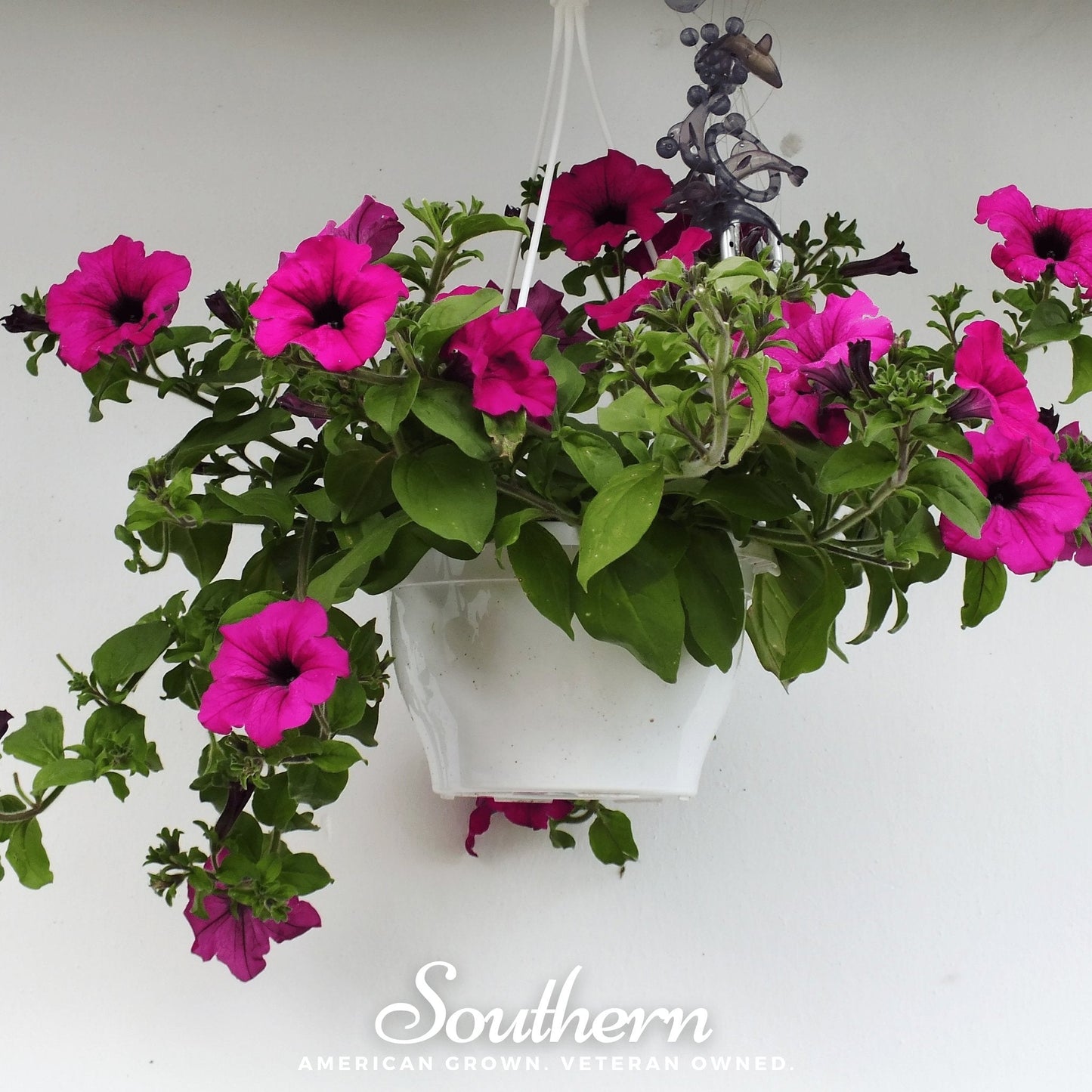 Shanin Wild Petunia – 250 Seeds