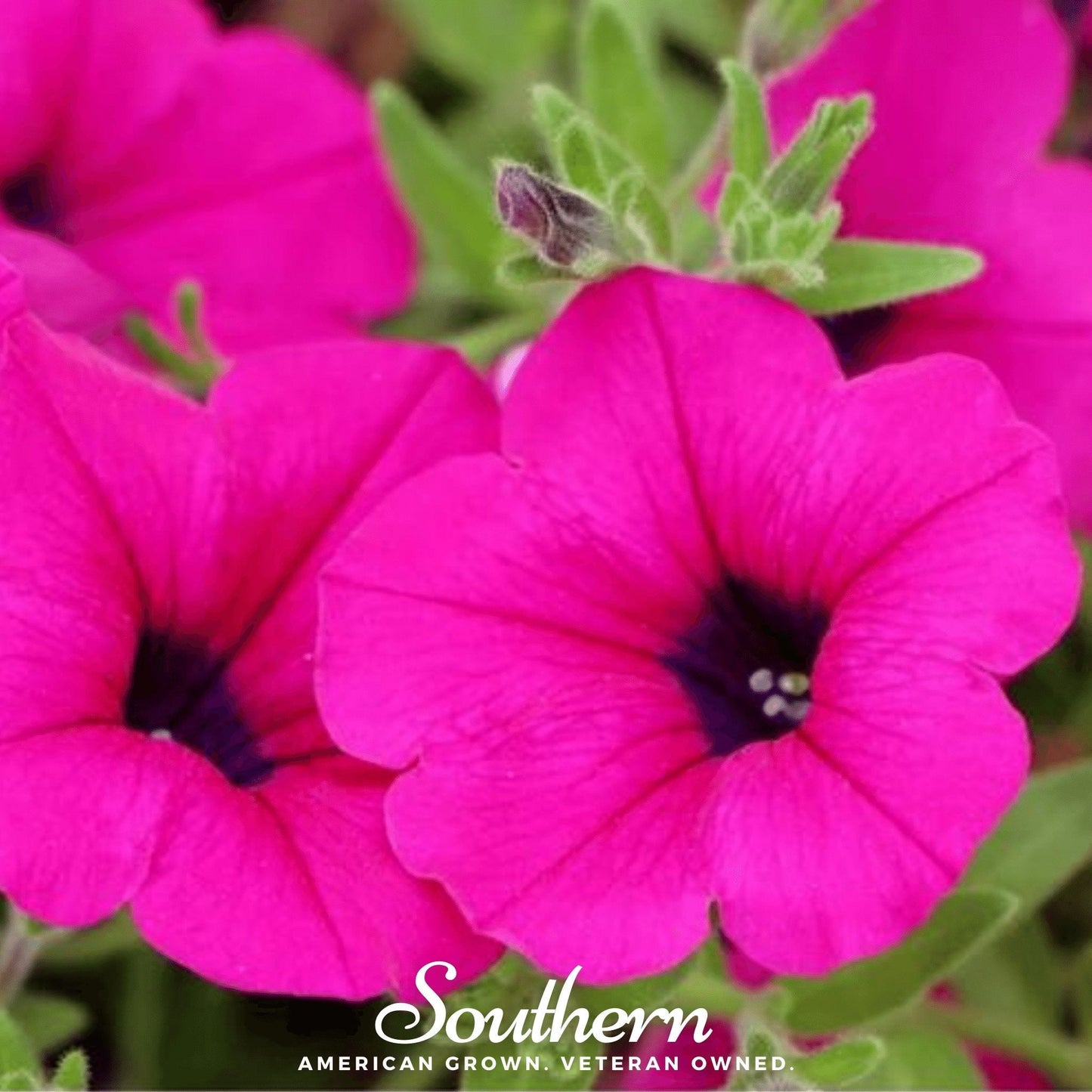 Shanin Wild Petunia – 250 Seeds
