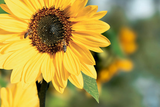 Sunflower 'Sunspot' (bare root plant)