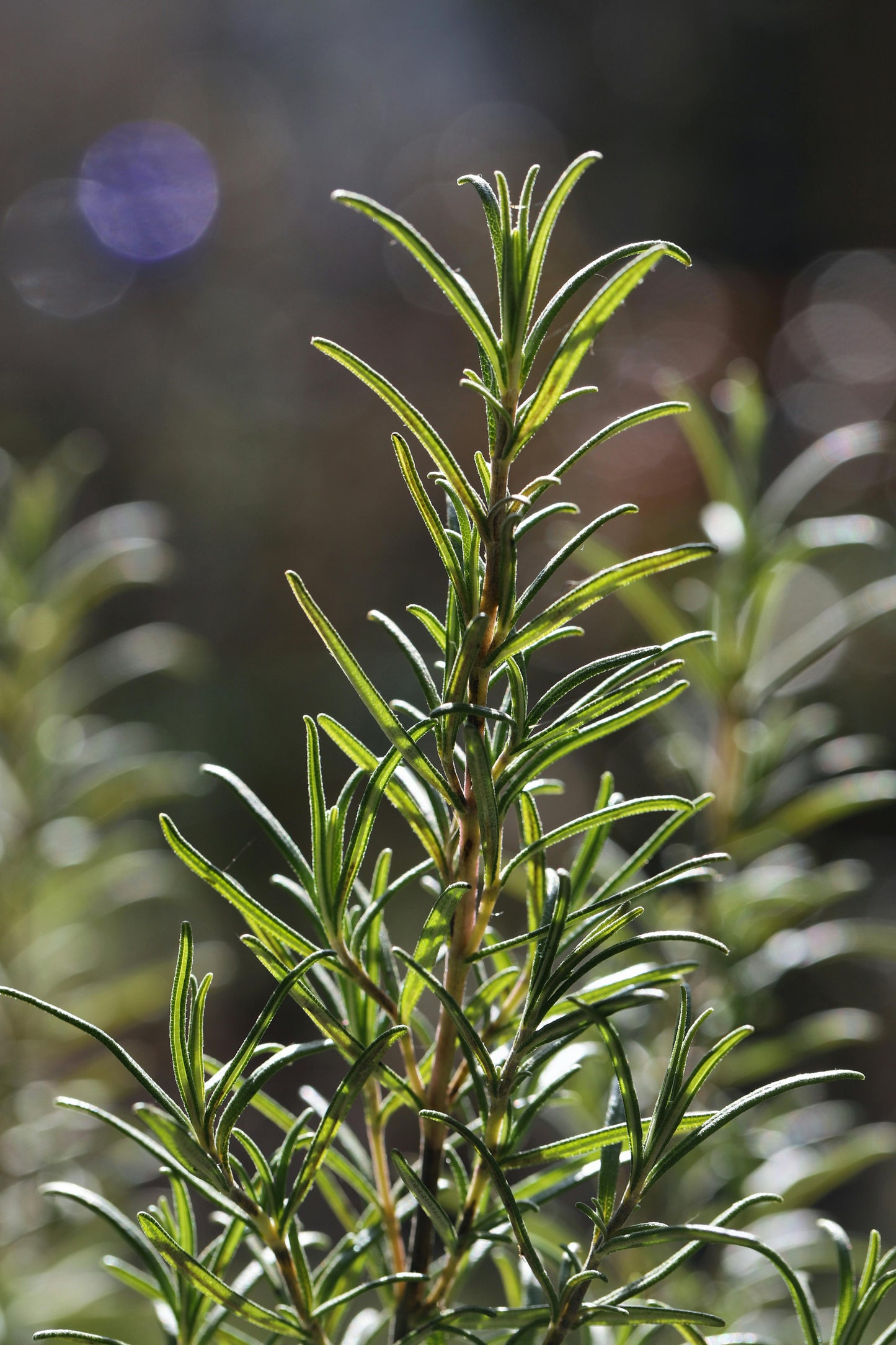 Rosemary 'Salvia rosmarinus' (seeds by weight)
