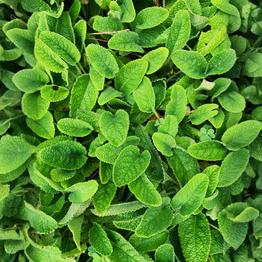 1 ounce (~40000 seeds)