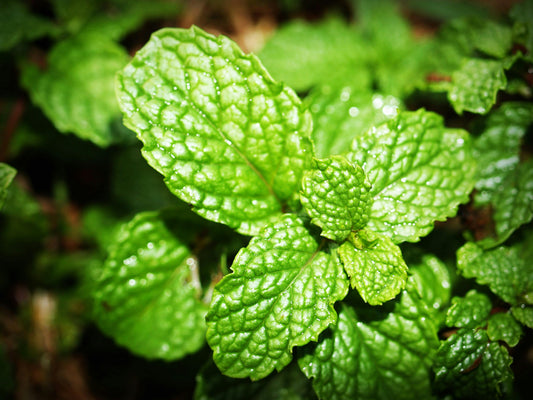 Peppermint 'Mentha p.' (bare root plant)