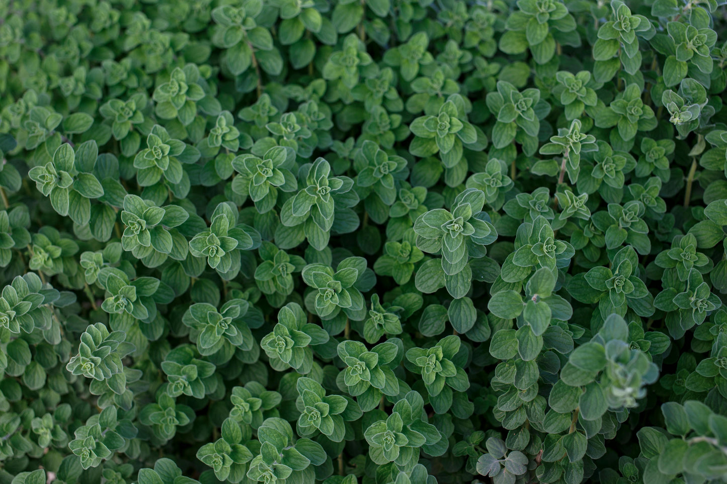Oregano 'Common Italian' 'Origanum vulgare' (seeds by weight)