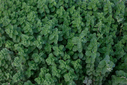 Oregano 'Common Italian' 'Origanum vulgare' (bare root plant)