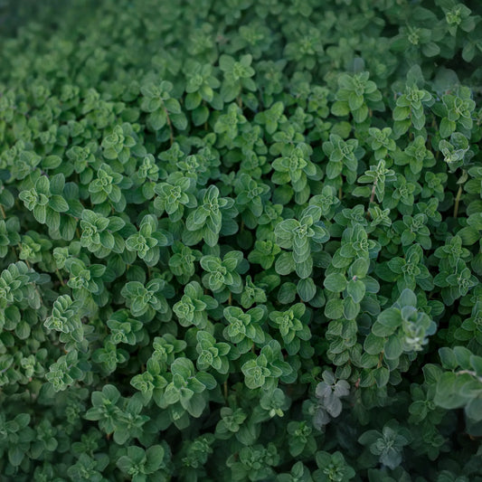 1/8 ounce (~2625 seeds)