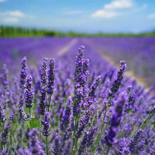 Lavender 'Vera' 'Common English' (seeds by weight) - Food + Groceries » * Vegan, * Non-GMO *, Farm + Garden, Plants + Seeds, Food + Groceries » Fresh Produce » Grow your own, Plants + Seeds » USDA Zone 4, Plants + Seeds » USDA Zone 5, Plants + Seeds » USDA Zone 6, Plants + Seeds » USDA Zone 7, Plants + Seeds » USDA Zone 8, Plants + Seeds » USDA Zone 9, * Made in USA *, Products from The Little Red Farmhouse, Sellers in Washington, Plants + Seeds » All Perennials, Plants + Seeds » Lavender, Small Business