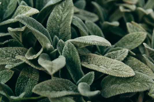 Sage 'Broadleaf' 'Salvia officinalis' (bare root plant)