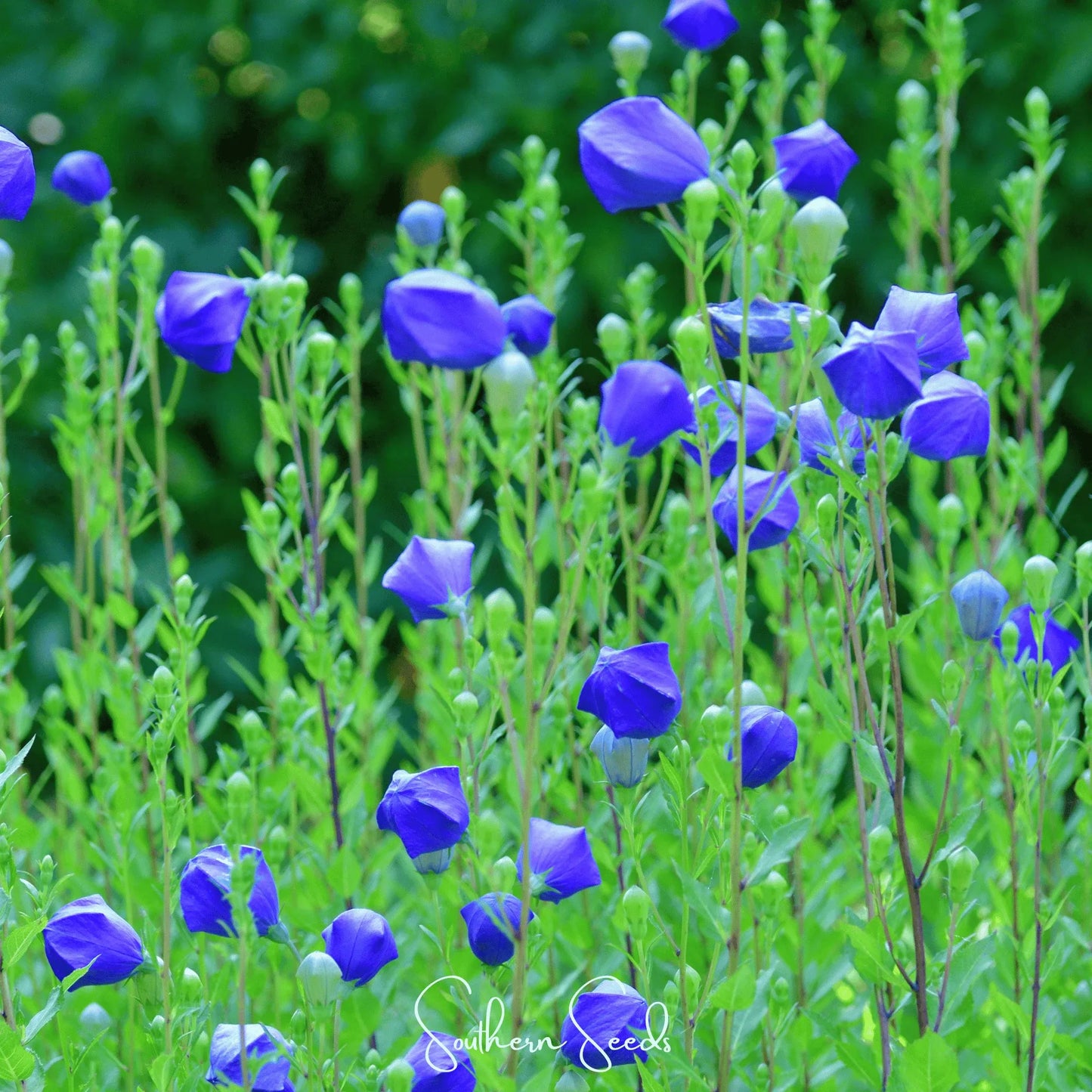 Pixie Patch Seed Collection – 10 Enchanted Varieties