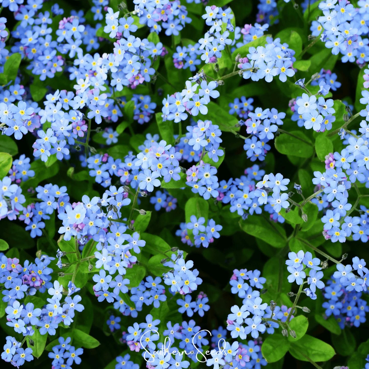 Pixie Patch Seed Collection – 10 Enchanted Varieties
