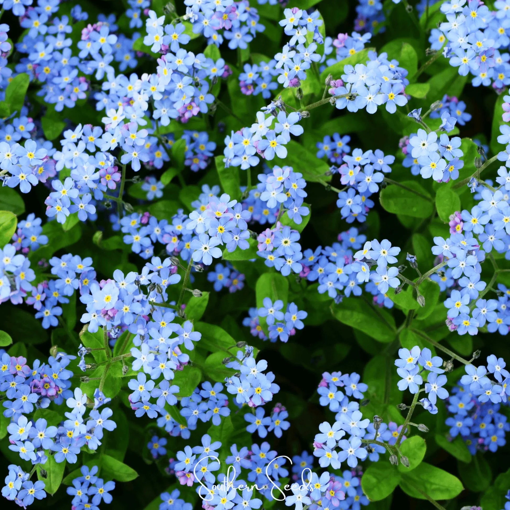 Pixie Patch Seed Collection – 10 Enchanted Varieties