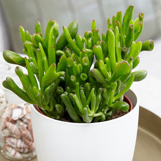 Hobbit Friendship Tree Cuttings (Crassula ovata ‘Hobbit’) – 4 Unrooted Lucky Plant Starts – Succulent Like a Money Tree