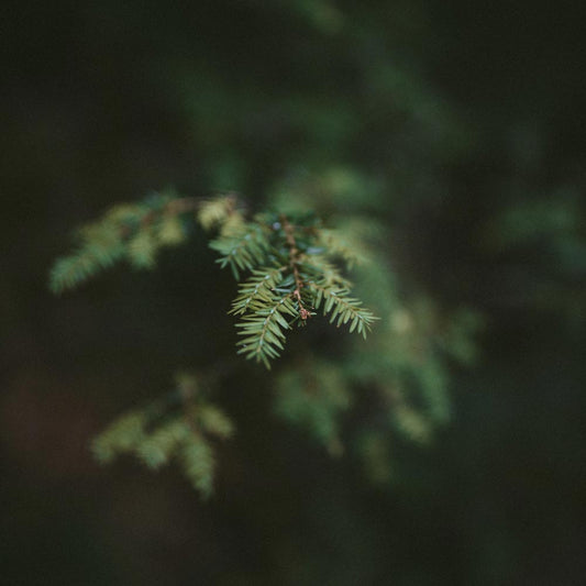 Bear Hug Organic Soap - Plant Based Candles - Little Red General Store