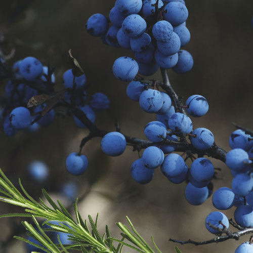 Ripe Juniper Organic Soap - Plant Based Candles - Little Red General Store