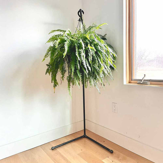 Industrial Plant Stand – Handcrafted Steel Pipe Display for Home or Store