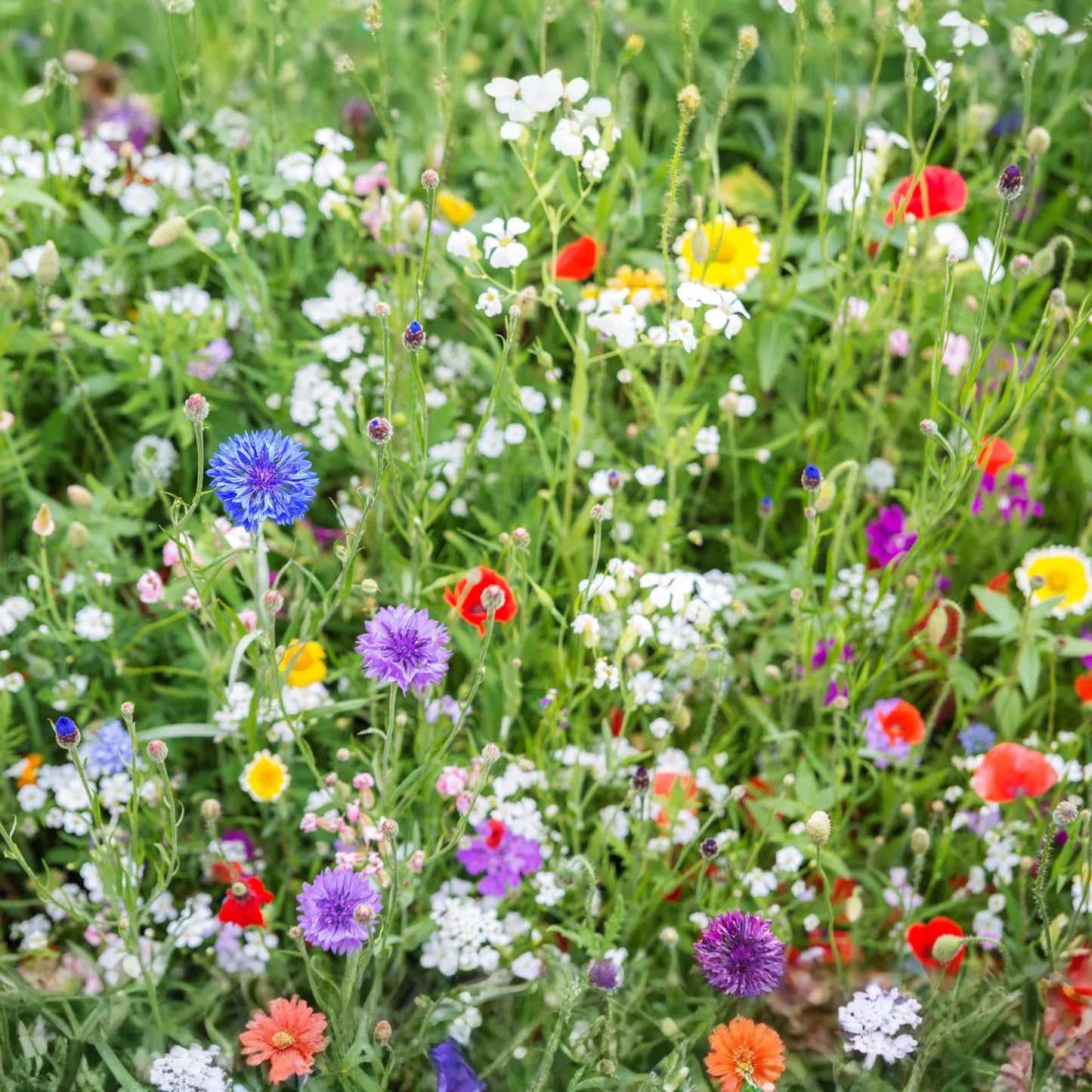 Pollinator Paradise Native Mix