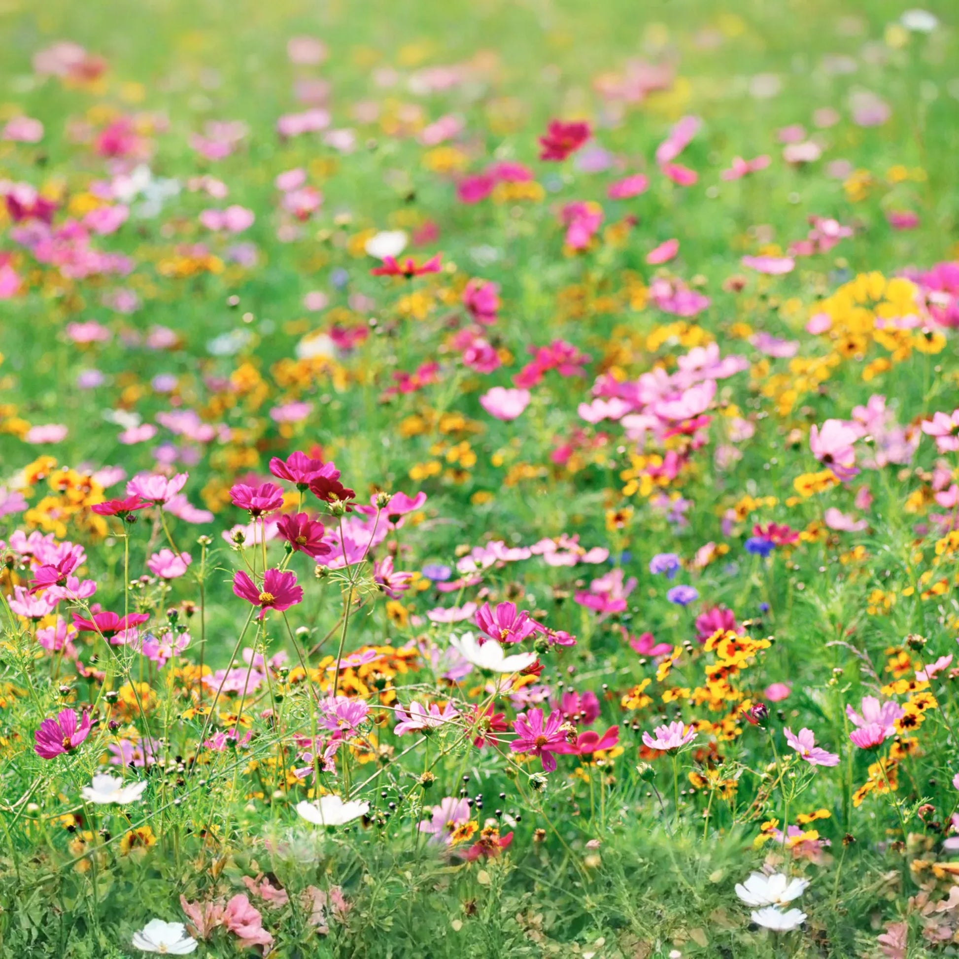 Pollinator Paradise Native Mix