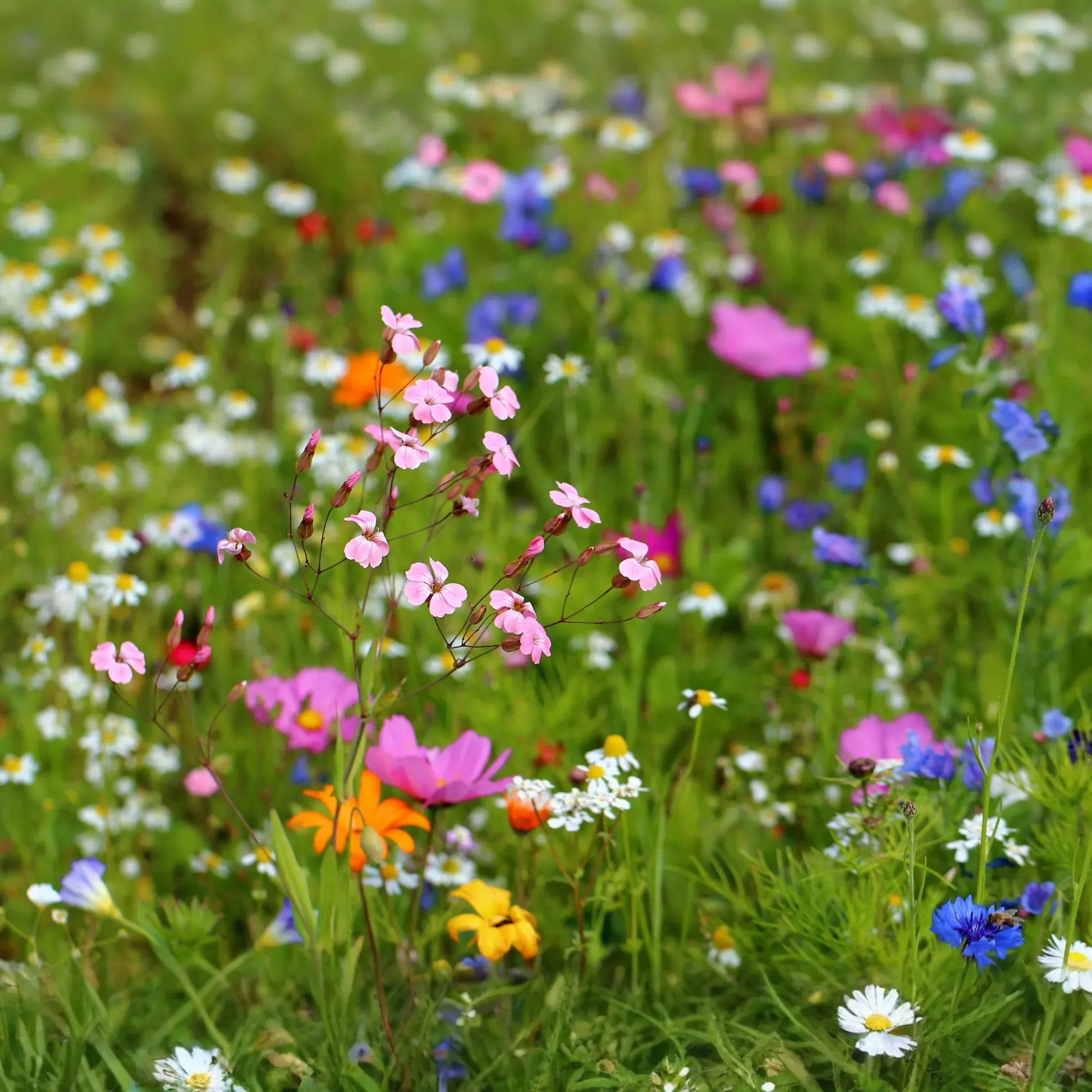 Pollinator Paradise Native Mix