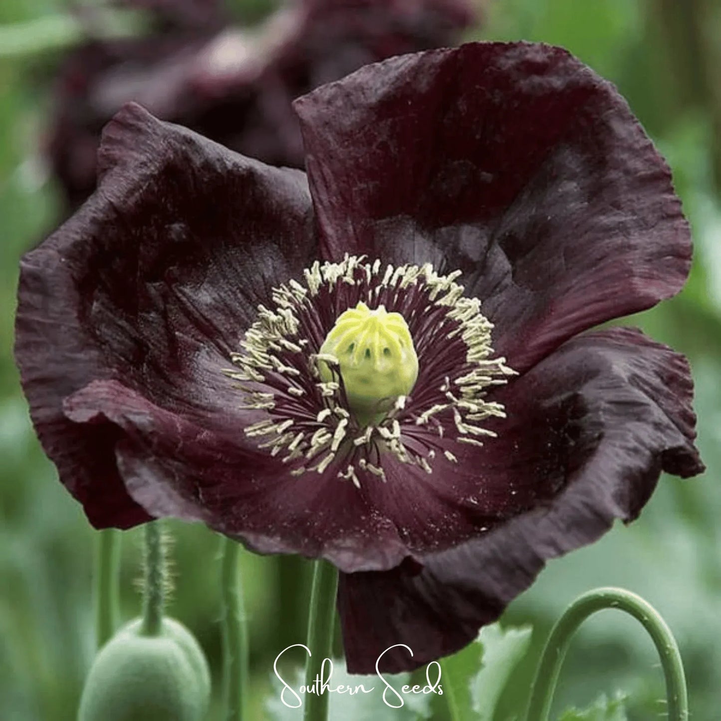 After Midnight Poppy – 100 Seeds