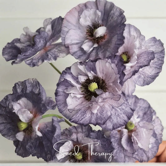 Amazing Grey Poppy – 25 Seeds