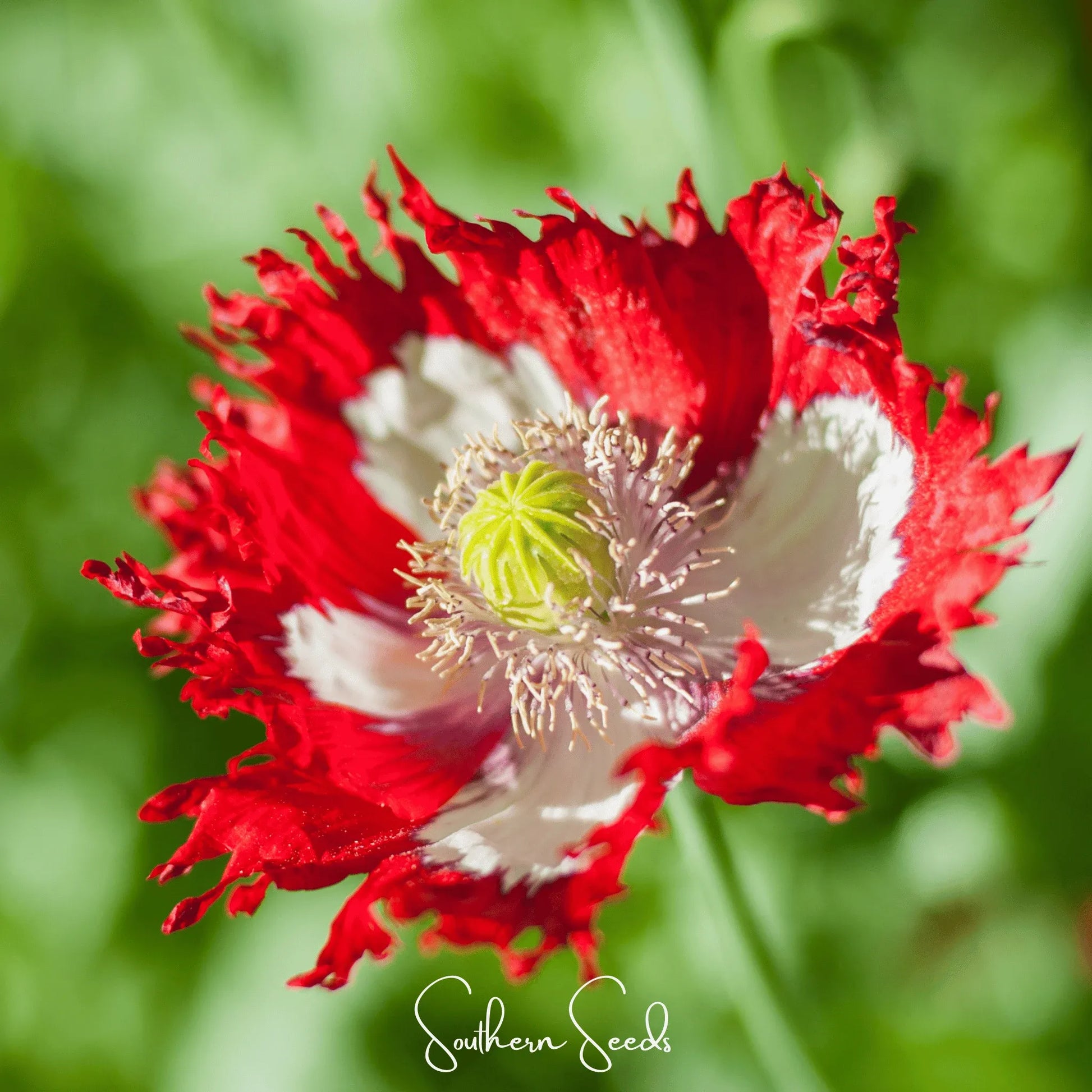 Danish Flag Poppy – 100 Seeds