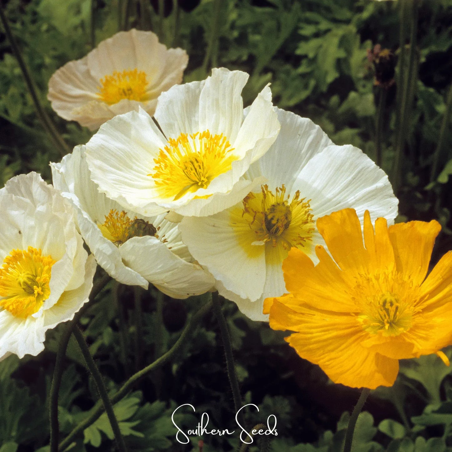 Iceland Poppy – 250 Seeds