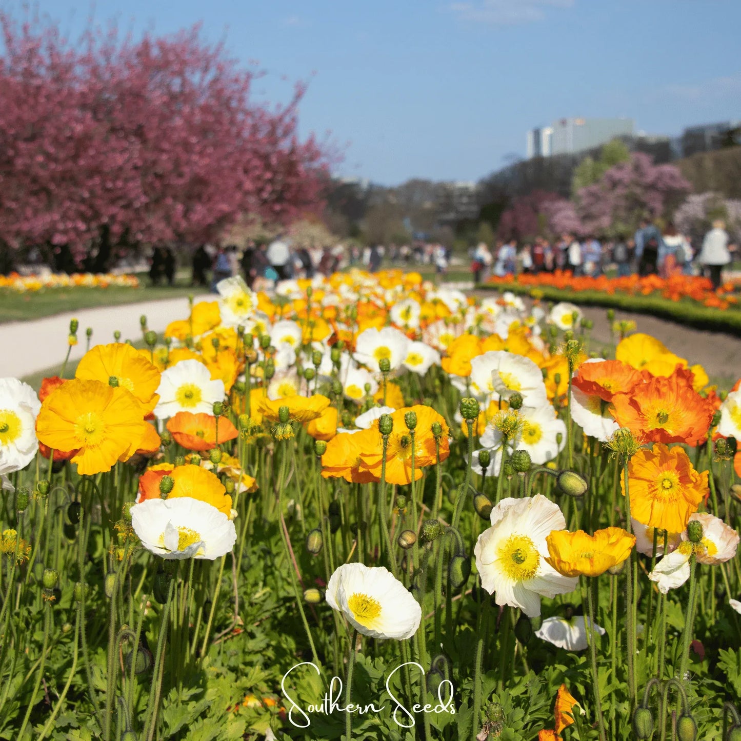 Iceland Poppy – 250 Seeds